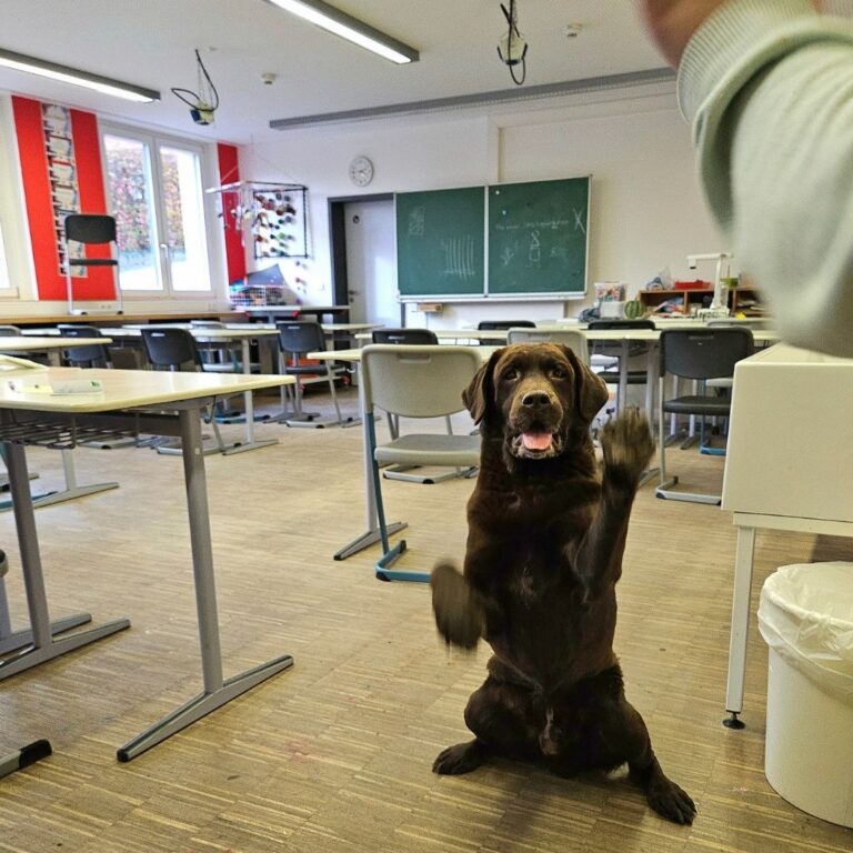 Vocabeltrainer mit „Wuff“